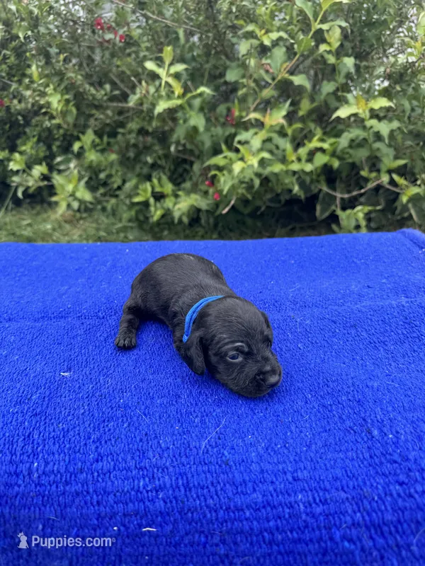 Max – Miniature Dachshund puppy for sale in Evensville, TN