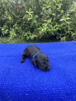 Max, a male Miniature Dachshund for sale in Evensville, TN – 1 of 8