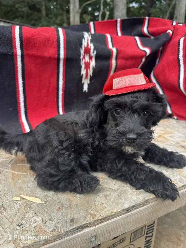 Vintage – Schnoodle puppy for sale in Evensville, TN