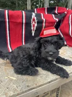Vintage, a female Schnoodle for sale in Evensville, TN – 1 of 3