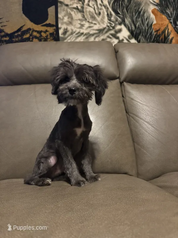 Nutty Buddy – Miniature Aussiedoodle puppy for sale in Evensville, TN