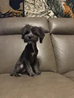 Nutty Buddy, a male Miniature Aussiedoodle for sale in Evensville, TN – 2 of 5