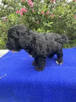 Zane, a male Sheepadoodle for sale in Evensville, TN – 5 of 9