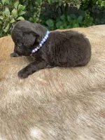 Alara, a female Miniature Aussiedoodle for sale in Evensville, TN – 2 of 6