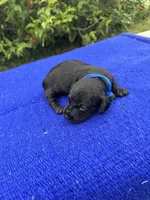 Max, a male Miniature Dachshund for sale in Evensville, TN – 7 of 8