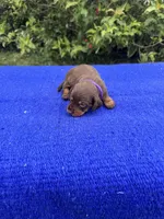 Izzy, a female Miniature Dachshund for sale in Evensville, TN – 5 of 8