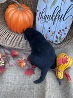 Patrice, a female Labrador Retriever for sale in Evensville, TN – 4 of 8