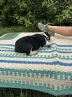 Harley, a female Australian Cattle Dog for sale in Evensville, TN – 3 of 9