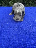 Snickerdoodle, a male Miniature Aussiedoodle for sale in Evensville, TN – 2 of 9