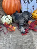 Nev, a female Miniature Schnauzer and Schnoodle for sale in Evensville, TN – 5 of 6