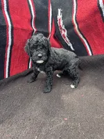 Ocean, a male Miniature Schnauzer and Poodle - Miniature  for sale in Evensville, TN – 4 of 8