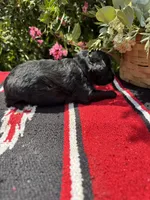 Richie, a male Schnoodle for sale in Evensville, TN – 7 of 9
