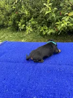 Abby, a female Miniature Dachshund for sale in Evensville, TN – 8 of 8