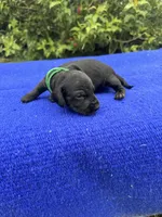 Oliver, a male Miniature Dachshund for sale in Evensville, TN – 7 of 8