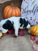 Oaklynd, a male English Springer Spaniel for sale in Evensville, TN – 4 of 6
