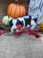 Nessie, a female English Springer Spaniel for sale in Evensville, TN – 5 of 9