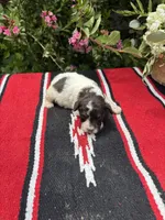 Precision, a female Schnoodle for sale in Evensville, TN – 4 of 8