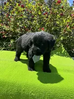 Blackbird, a male Giant Schnauzer for sale in Evensville, TN – 4 of 8