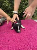 Willow, a female Australian Cattle Dog for sale in Evensville, TN – 8 of 10