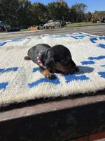 Candy, a female Miniature Dachshund for sale in Evensville, TN – 4 of 7