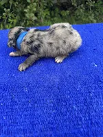 Snickerdoodle, a male Miniature Aussiedoodle for sale in Evensville, TN – 6 of 9