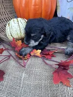 Namoni, a female Miniature Schnauzer and Schnoodle for sale in Evensville, TN – 7 of 8