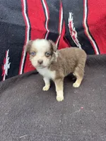 Cranberry, a female Miniature Australian Shepherd for sale in Evensville, TN – 4 of 6