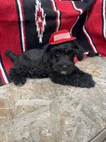 Vintage, a female Schnoodle for sale in Evensville, TN – 3 of 3