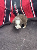 Peanut, a male Miniature Australian Shepherd for sale in Evensville, TN – 3 of 7