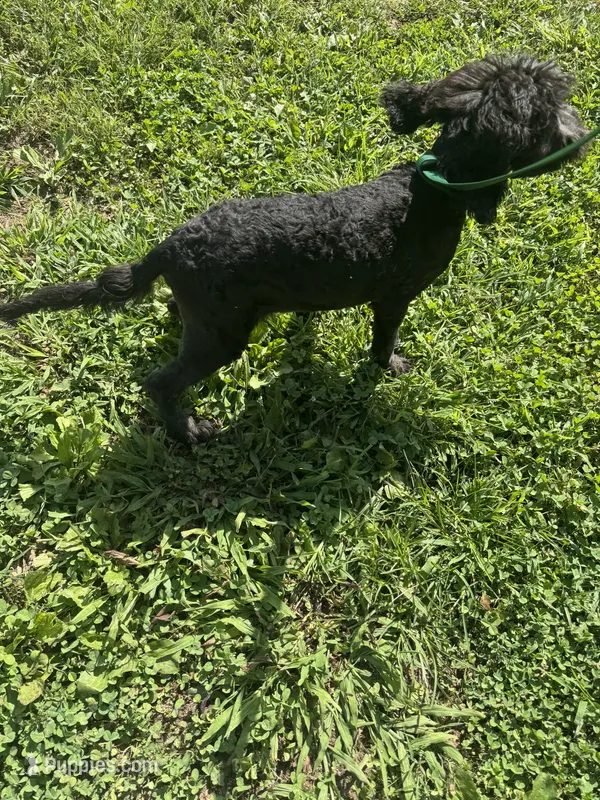 Zane – Sheepadoodle puppy for sale in Evensville, TN