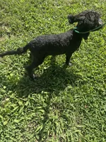 Zane, a male Sheepadoodle for sale in Evensville, TN – 1 of 3