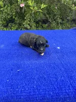 Moon Pie, a male Miniature Aussiedoodle for sale in Evensville, TN – 2 of 8