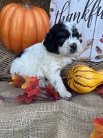 Nilsa, a female Schnoodle and Poodle - Miniature  for sale in Evensville, TN – 5 of 7