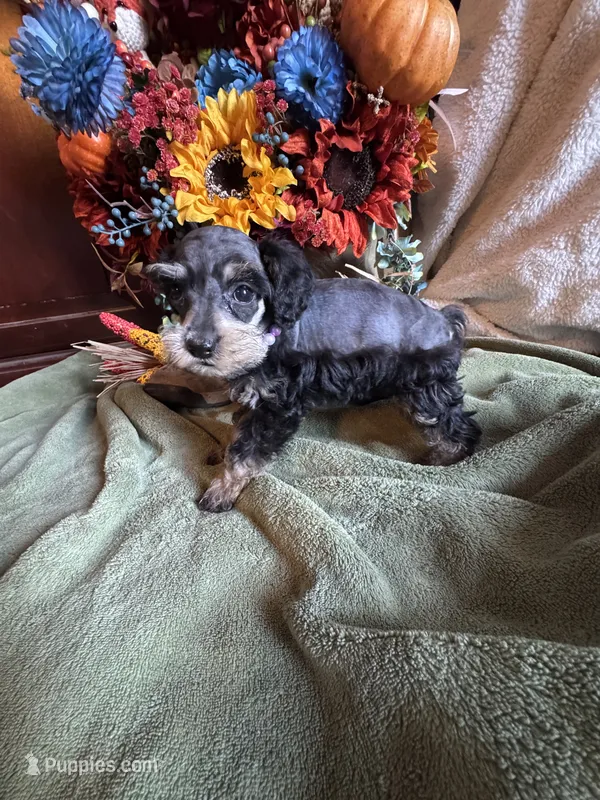 Namoni – Miniature Schnauzer, Schnoodle puppy for sale in Evensville, TN