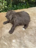 Dax, a male Miniature Aussiedoodle for sale in Evensville, TN – 9 of 9