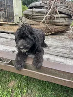 Iris, a female Sheepadoodle for sale in Evensville, TN – 9 of 9