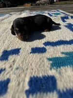 Candyman, a male Miniature Dachshund for sale in Evensville, TN – 4 of 5