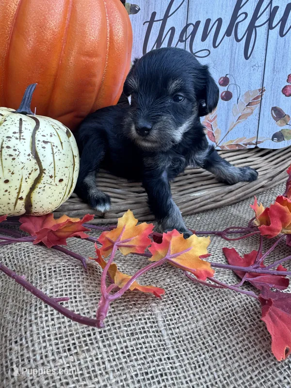 Ozora – Miniature Schnauzer, Schnoodle puppy for sale in Evensville, TN