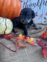 Ozora, a female Miniature Schnauzer and Schnoodle for sale in Evensville, TN – 1 of 7