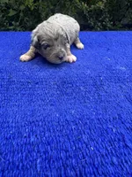 Cosmic Brownie, a male Miniature Aussiedoodle for sale in Evensville, TN – 3 of 10