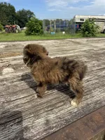 Zebra Cake, a male Miniature Aussiedoodle for sale in Evensville, TN – 6 of 10