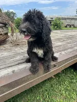 Iris, a female Sheepadoodle for sale in Evensville, TN – 3 of 9