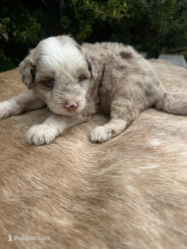 Koa – Miniature Aussiedoodle puppy for sale in Evensville, TN