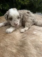 Koa, a male Miniature Aussiedoodle for sale in Evensville, TN – 1 of 9