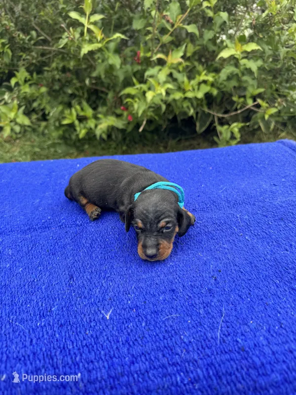 Abby – Miniature Dachshund puppy for sale in Evensville, TN