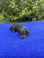 Abby, a female Miniature Dachshund for sale in Evensville, TN – 1 of 8