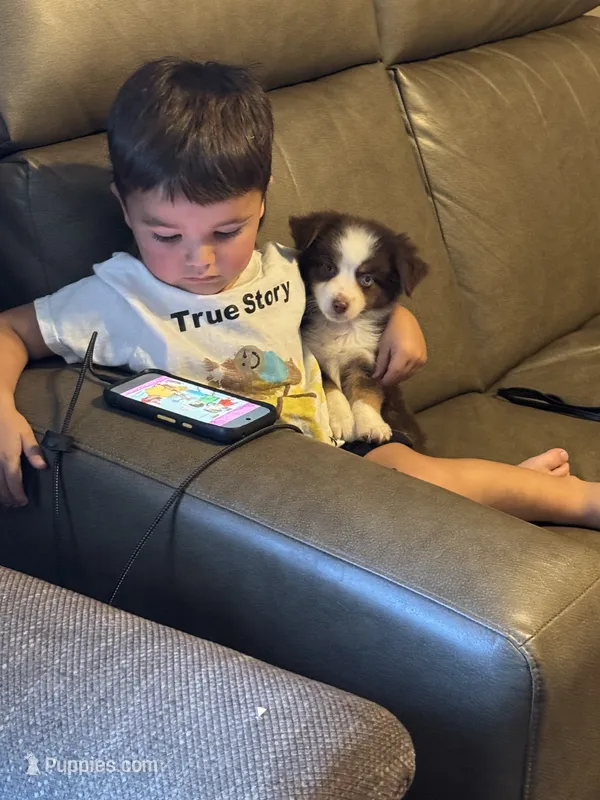 Peanut – Miniature Australian Shepherd puppy for sale in Evensville, TN