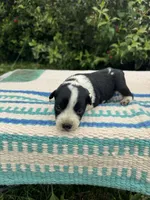 Harley, a female Australian Cattle Dog for sale in Evensville, TN – 5 of 9