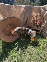 Zebra Cake, a male Miniature Aussiedoodle for sale in Evensville, TN – 4 of 9
