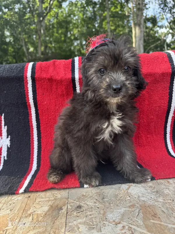 Nutty Buddy – Miniature Aussiedoodle puppy for sale in Evensville, TN